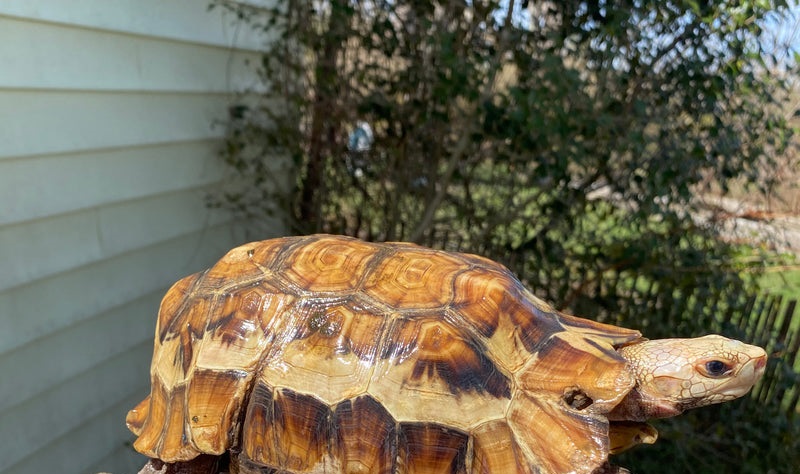 Forest Hinge-back Tortoise Adult